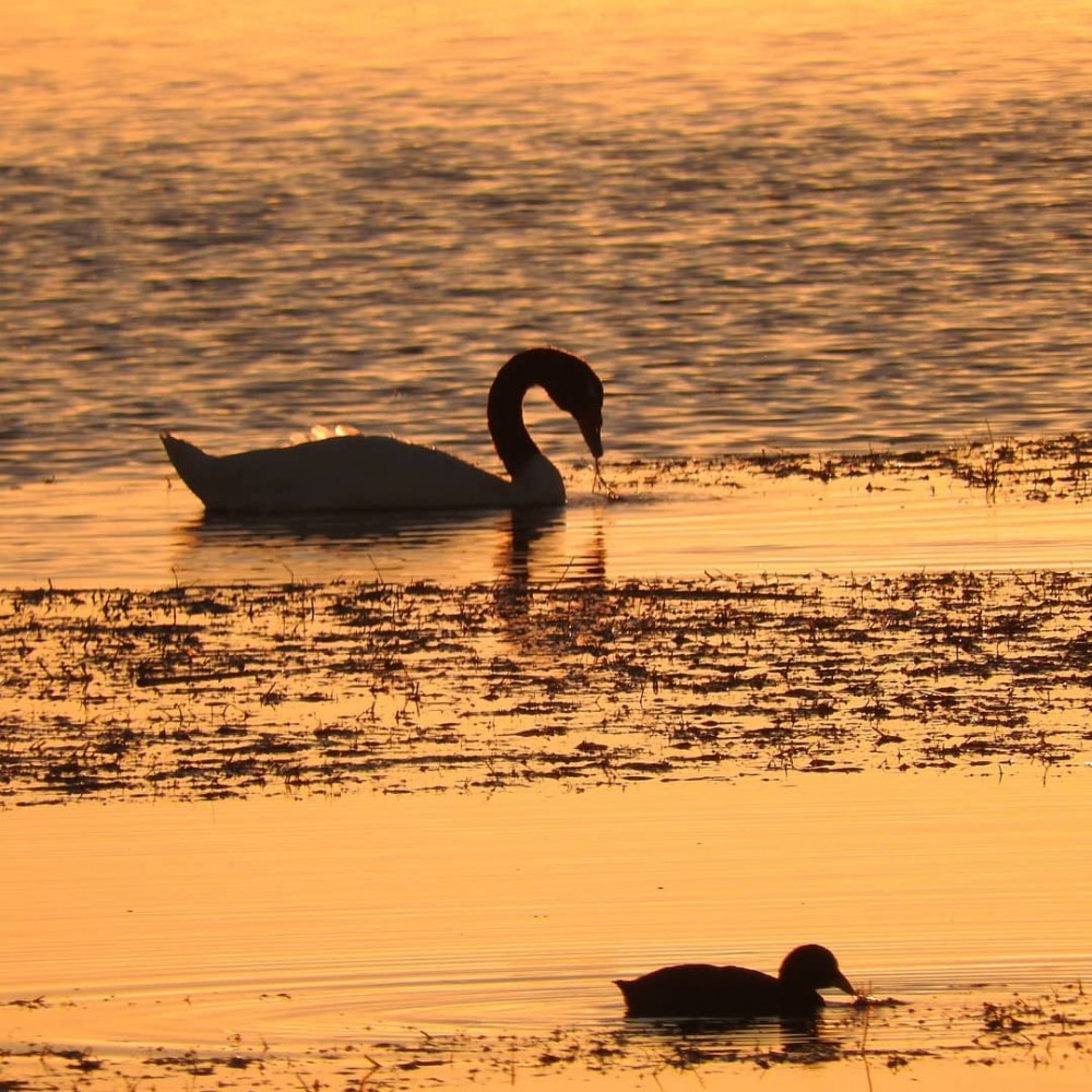 Hoy se podr� disfrutar de un recorrido por los humedales madariaguenses