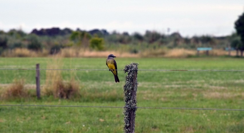 Muestra fotogrfica y disertaciones sobre Nuestra aves y sus ambientes