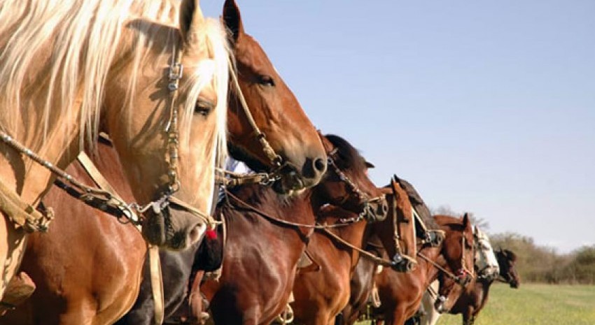 Cabalgata de caballos Peruanos de Paso