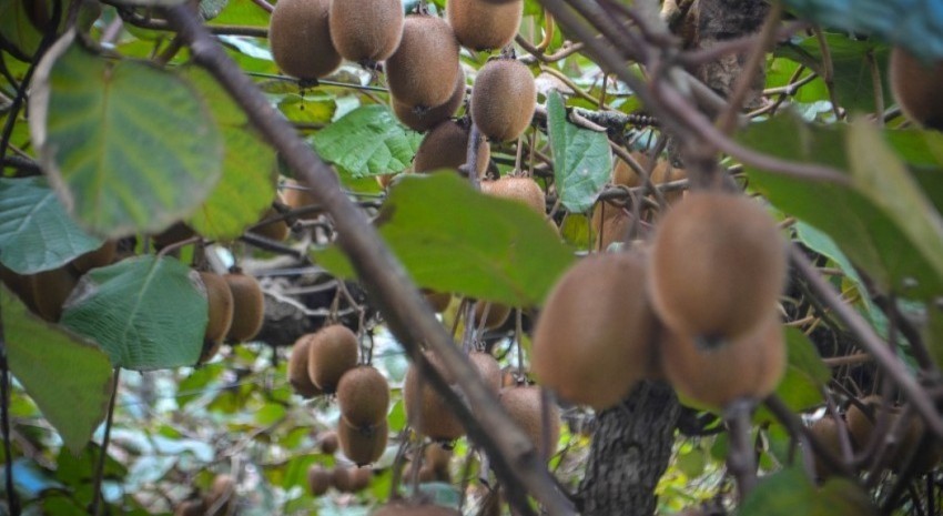 Maana la Ruta de los Sabores llega al kiwal de Macedo