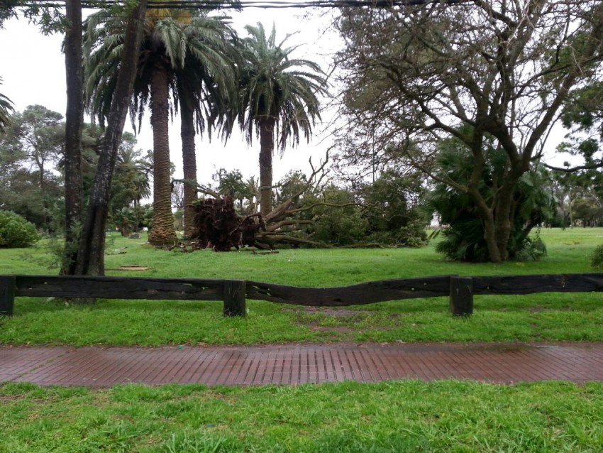 Arbol cado en el parque Anchorena