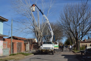 Cronograma de podas