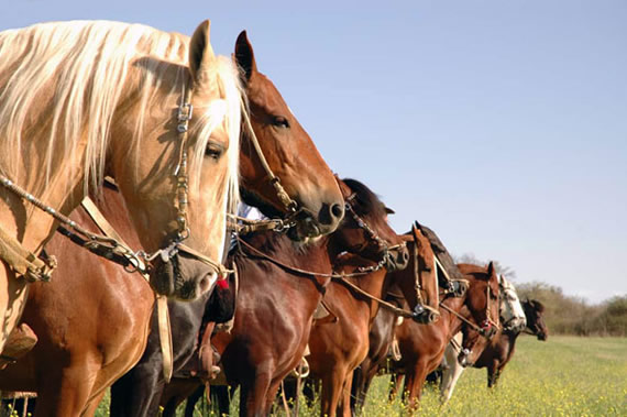 caballos peruanos