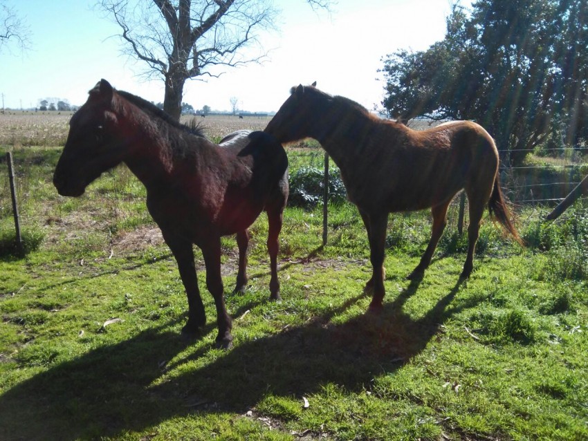 caballos secuestrados