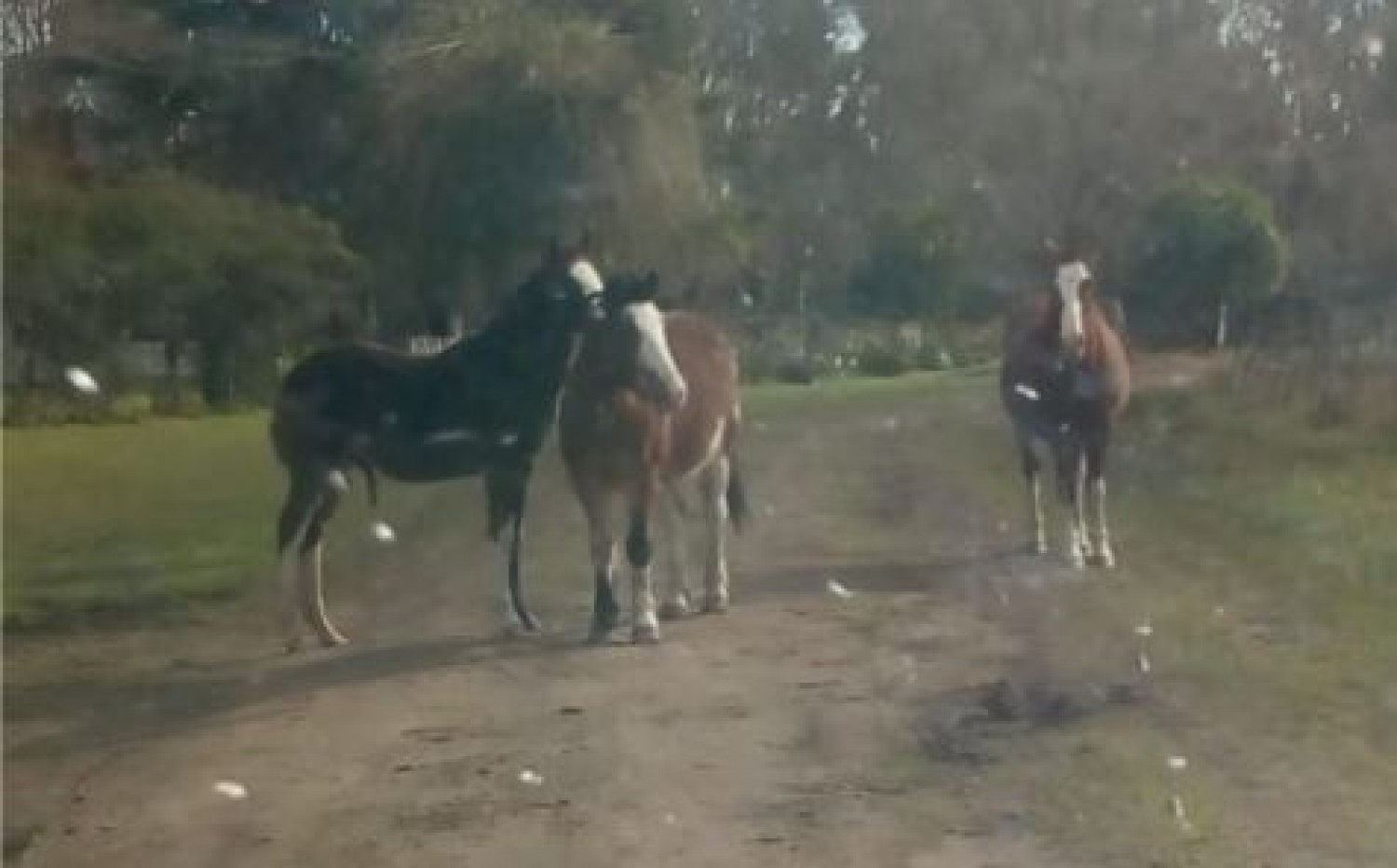 caballos sueltos