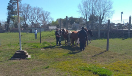 caballos en via publica