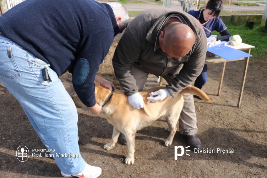 campaa de vacunacion perros y gatos