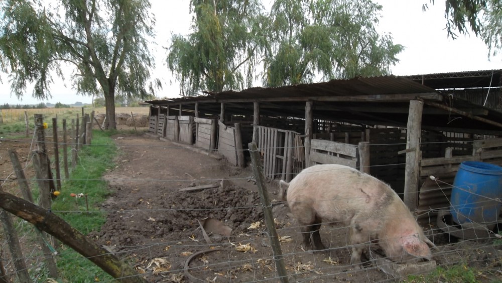 Se reuni la mesa de zoonosis local