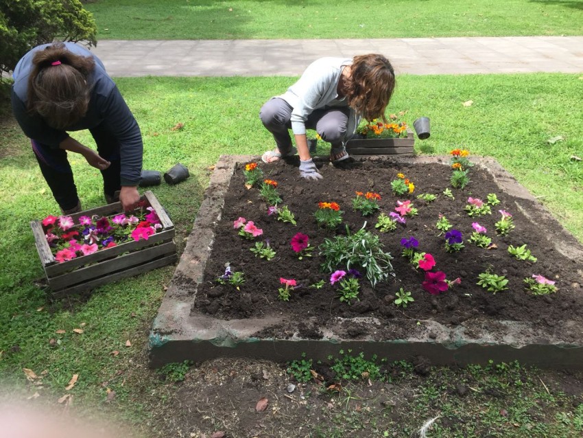 colocacion de plantas