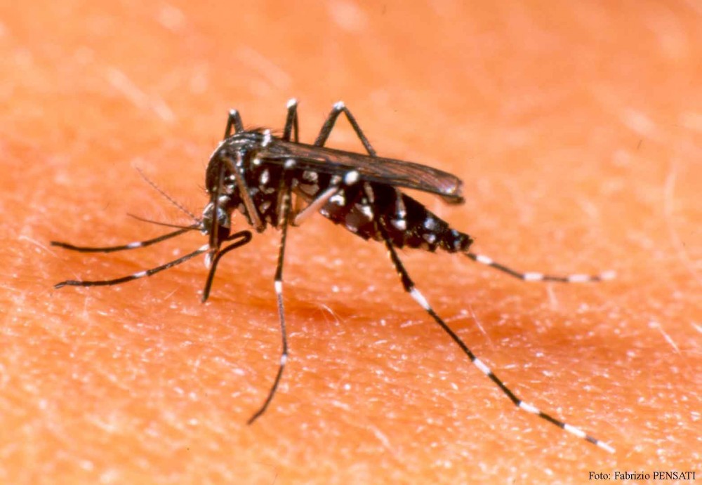 Capelli: En Madariaga no existe ningn caso de Dengue