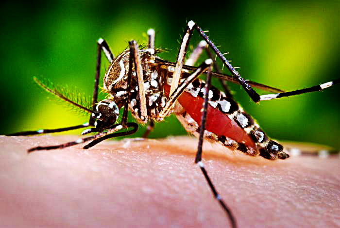 dengue