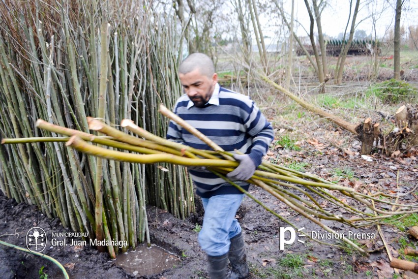 entrega de plantas