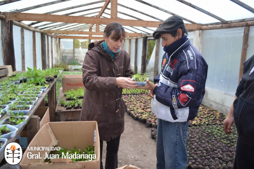 entrega de plantines