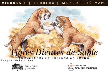 Esqueletos de Tigres dientes de sable en el Museo Tuy Mapu