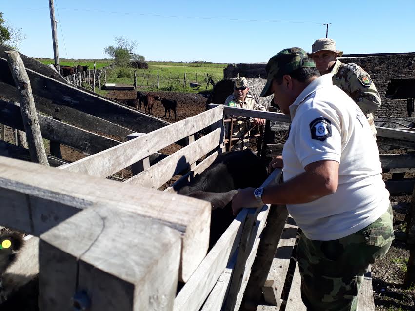 Personal del CPR recuper ms de 60 vacunos robados a un productor lo