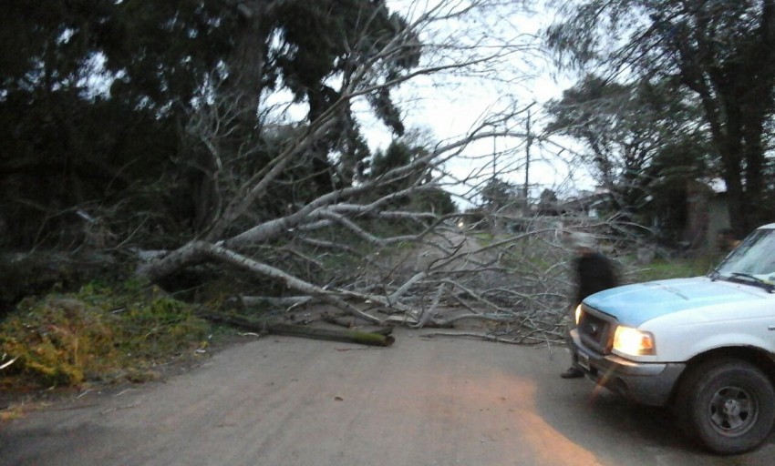 El viento provoc voladuras de techos, cada de rboles y corte genera