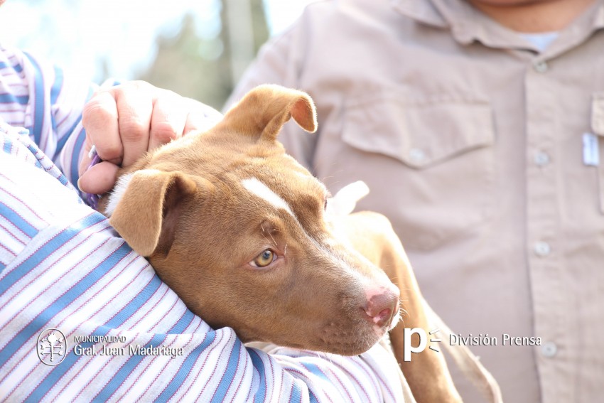 Hoy �ltimo d�a de vacunaci�n antirr�bica y desparasitaci�n en el barri