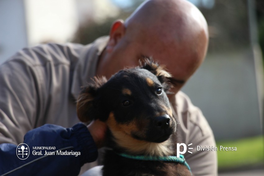 Hoy �ltimo d�a de vacunaci�n antirr�bica y desparasitaci�n en el barri