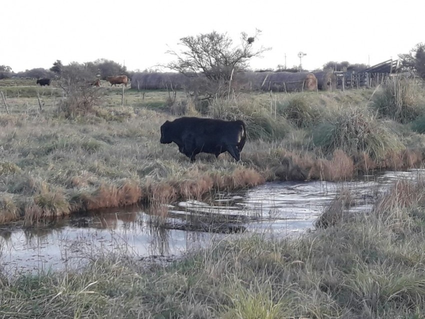 El CPR realiza controles por caballos sueltos en la v�a p�blica