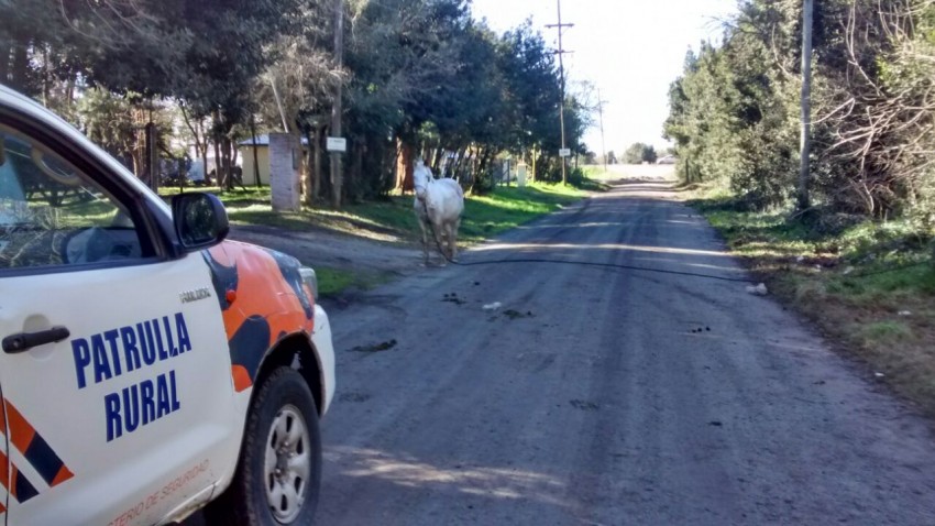 El CPR realiza controles por caballos sueltos en la v�a p�blica