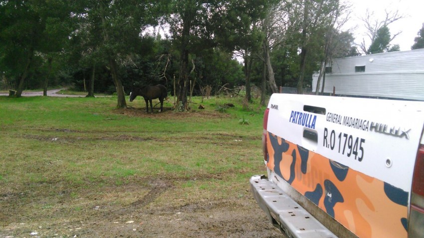 El CPR realiza controles por caballos sueltos en la v�a p�blica