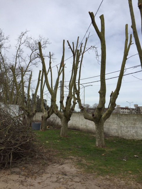 Medio Ambiente realiza podas en las inmediaciones del estadio Francisc