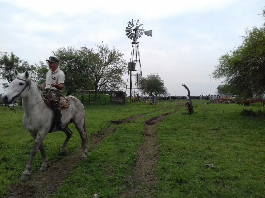 Llegan hoy a Madariaga los vacunos recuperados en Entre Ros