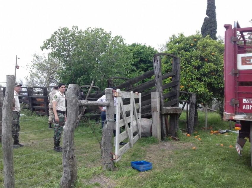 Llegan hoy a Madariaga los vacunos recuperados en Entre R�os