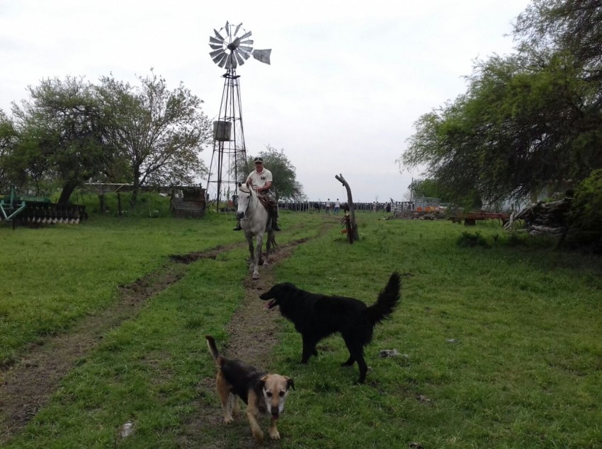 Llegan hoy a Madariaga los vacunos recuperados en Entre R�os