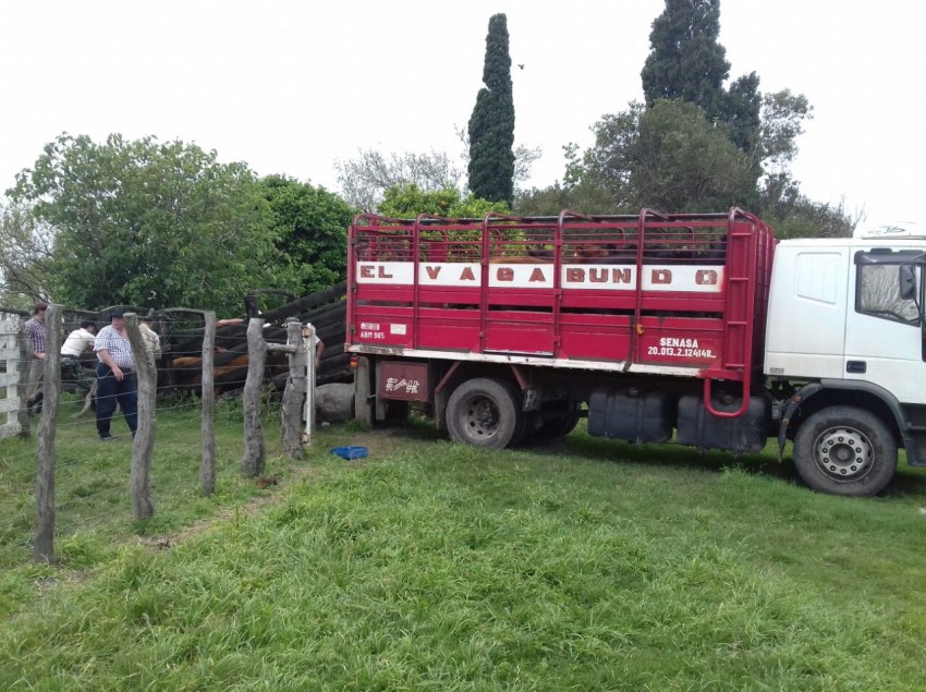 Llegan hoy a Madariaga los vacunos recuperados en Entre R�os