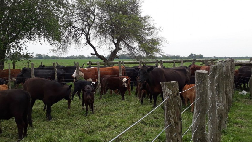Llegan hoy a Madariaga los vacunos recuperados en Entre R�os