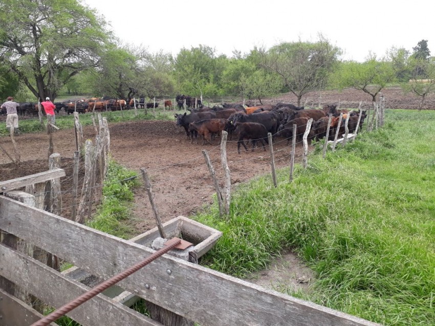 Llegan hoy a Madariaga los vacunos recuperados en Entre R�os