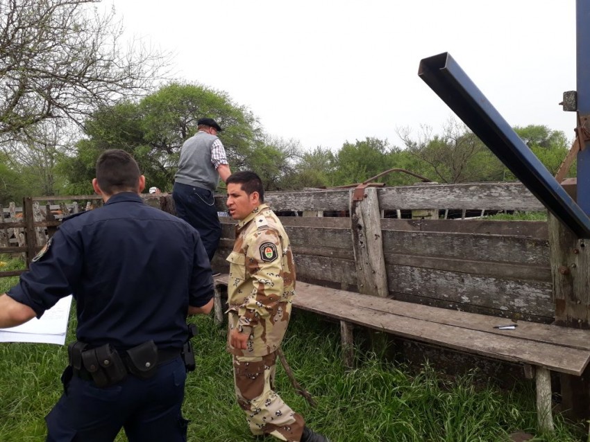 Llegan hoy a Madariaga los vacunos recuperados en Entre R�os