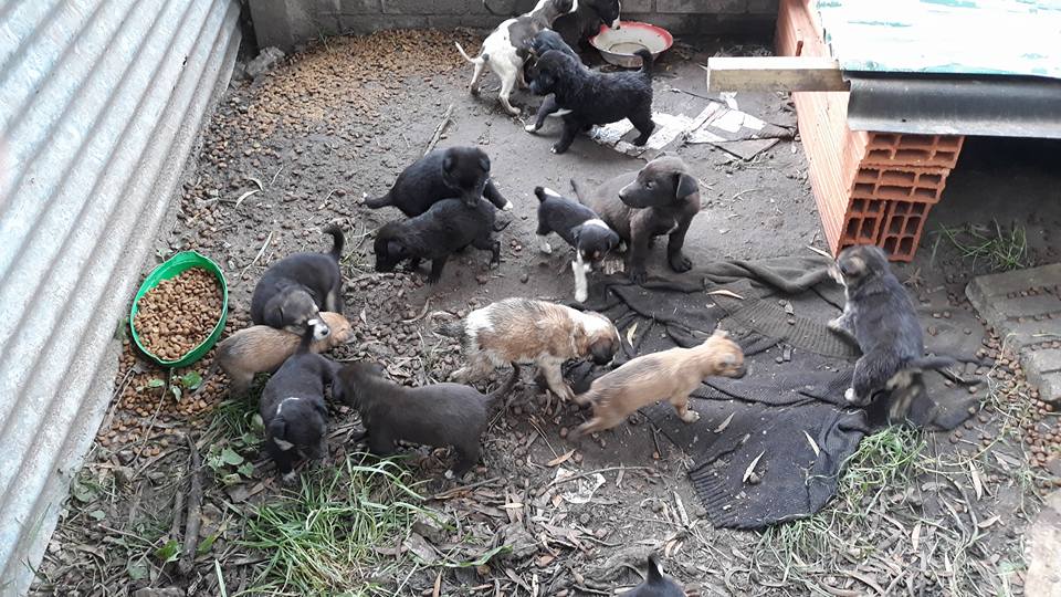 El rea de Bromatologa trabaja en fomentar la adopcin y la tenencia 