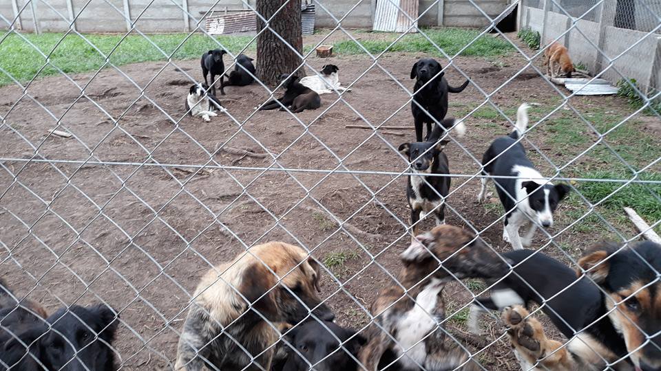 El rea de Bromatologa trabaja en fomentar la adopcin y la tenencia 