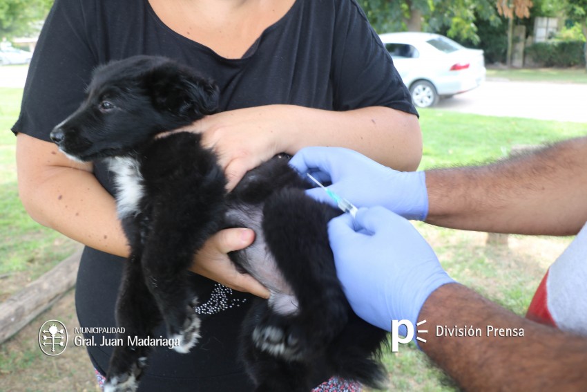 Hoy ltimo da vacunacin gratuita en el barrio Belgrano
