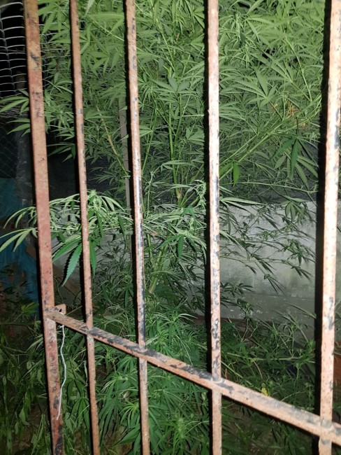Incautaron 15 kilos de marihuana durante dos allanamientos