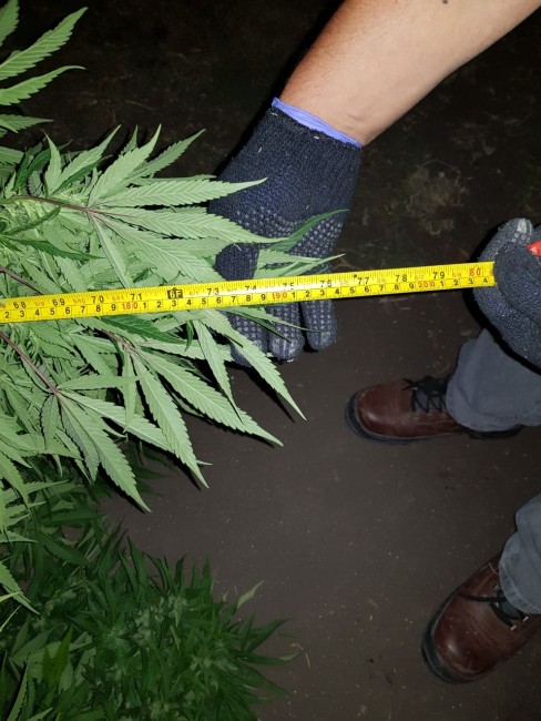 Incautaron 15 kilos de marihuana durante dos allanamientos