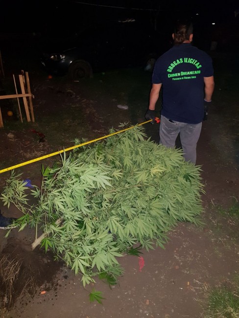 Incautaron 15 kilos de marihuana durante dos allanamientos