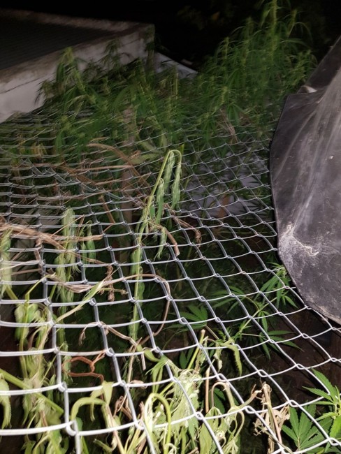 Incautaron 15 kilos de marihuana durante dos allanamientos