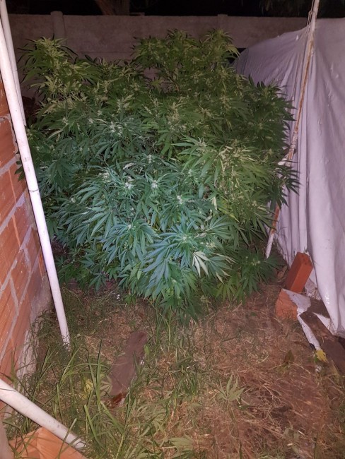 Incautaron 15 kilos de marihuana durante dos allanamientos