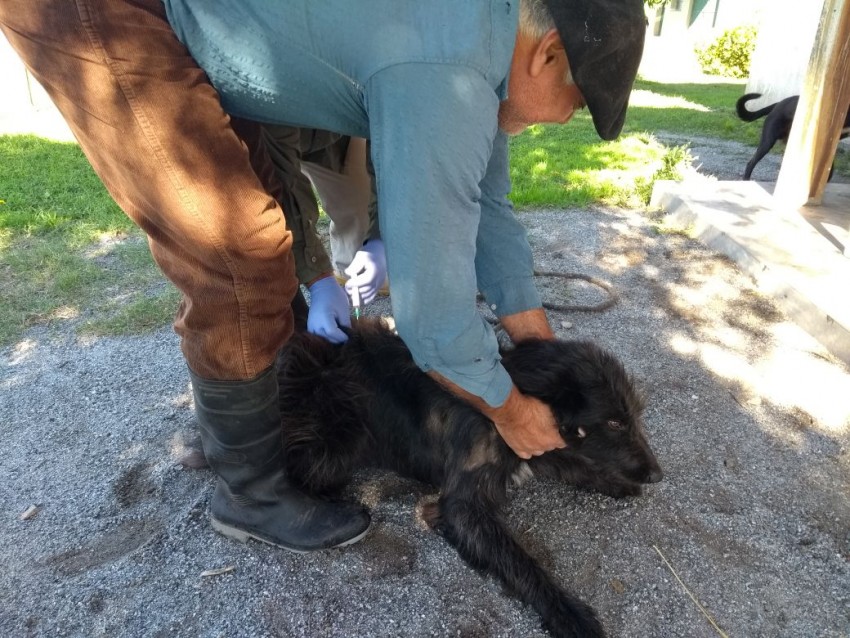 Vecinos de Macedo vacunaron sus mascotas en la Delegacin