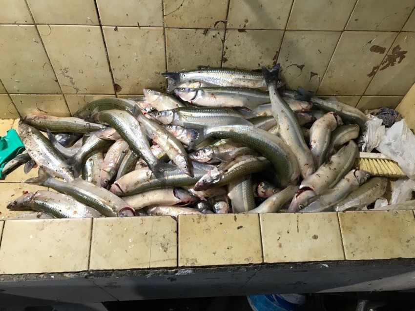 Control de cuota permitida de pesca en espejos de agua