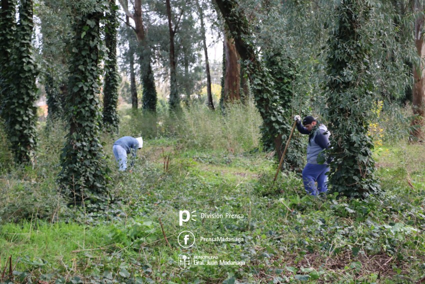 Limpieza en el monte de la va