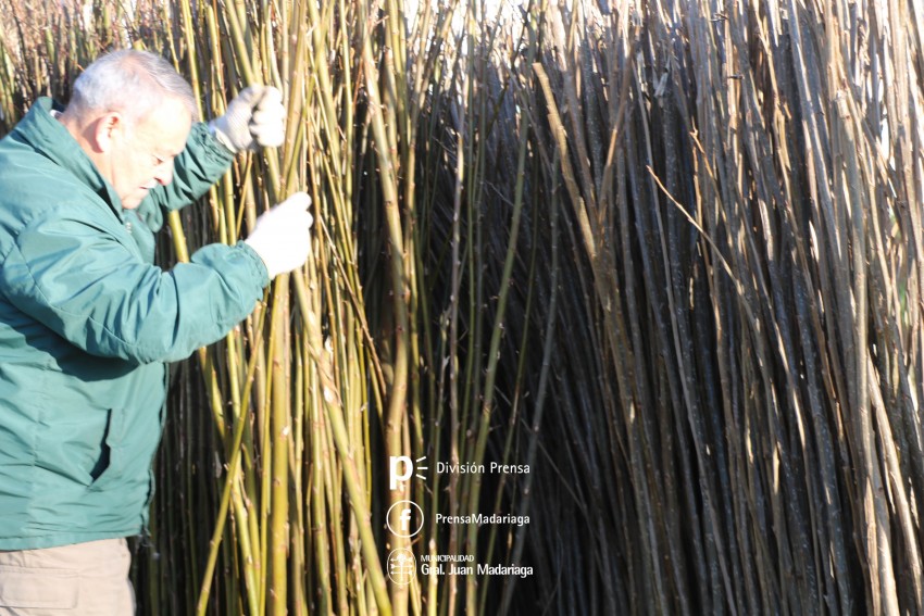 Inici la entrega gratuita de rboles en el Vivero Municipal