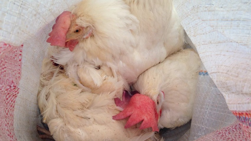 Entregaron gallinas ponedoras a los beneficiarios del programa 
