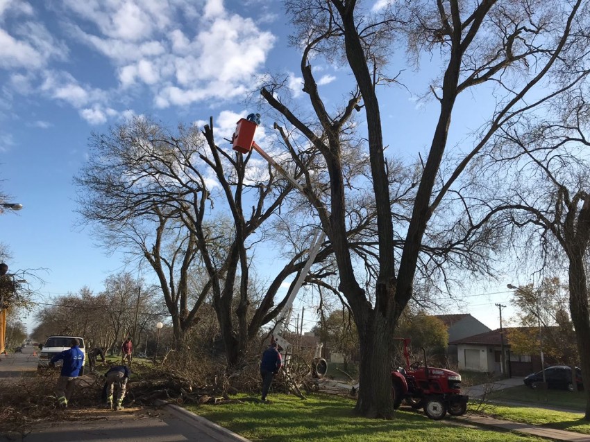 Poda preventiva en el bulevar de la avenida Buenos Aires