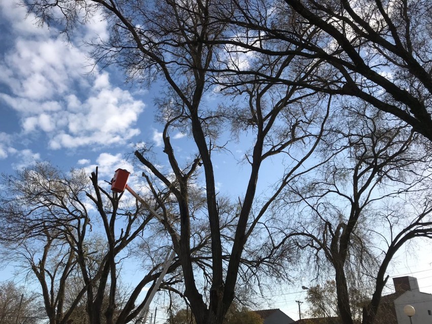 Poda preventiva en el bulevar de la avenida Buenos Aires