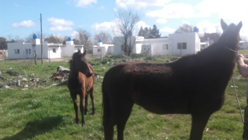 Secuestraron dos equinos que estaban sueltos en la va pblica