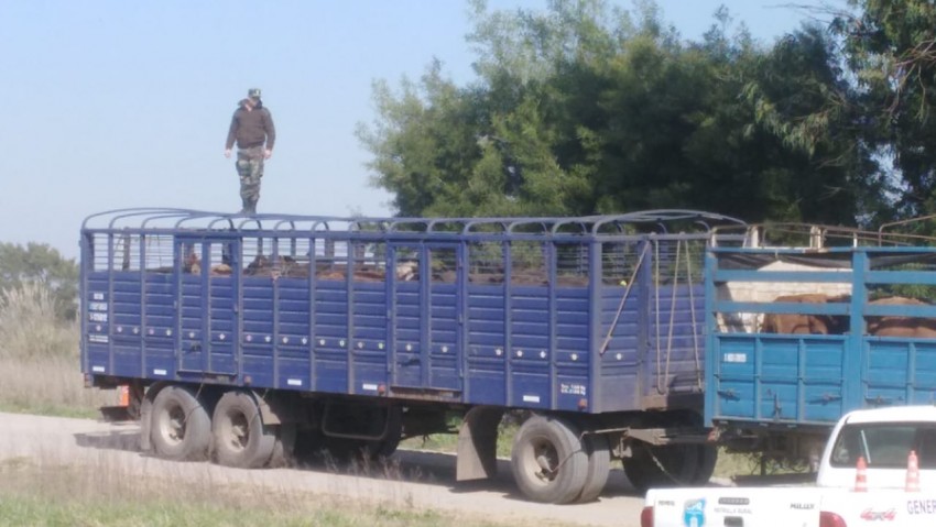 Infraccionaron a un productor por transportar animales sin la debida a